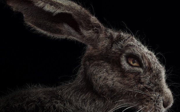 the_witch_2016_poster